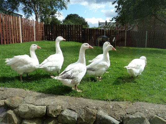 Geese visiting the garden